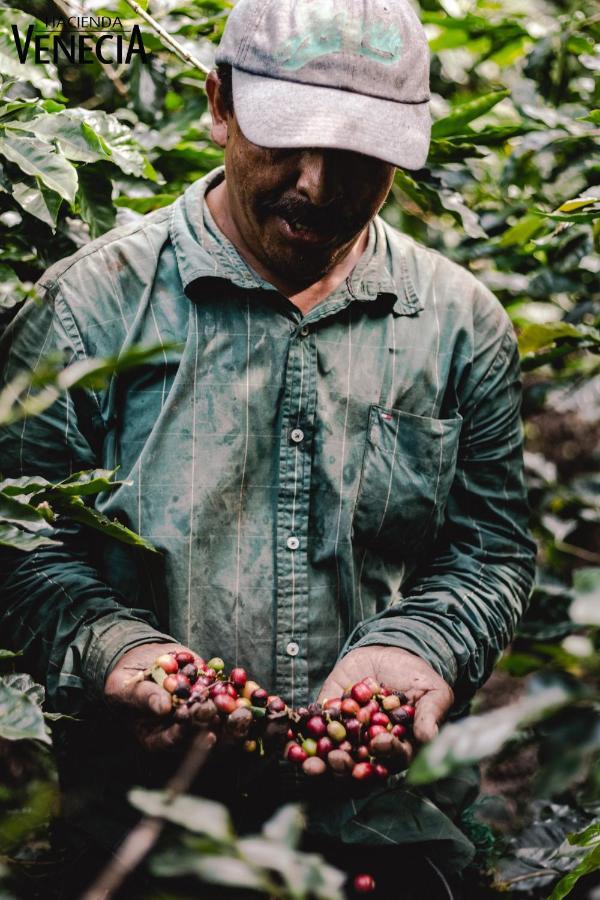 Hacienda Venecia Coffee Farm Hotel San Peregrino Экстерьер фото